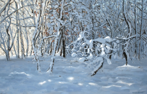 ANDREW MACARA  - twisted tree, winter, allestree park, derby