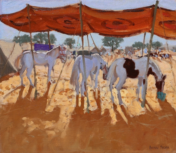 ANDREW MACARA  - three horses, pushkar, camel fair, rajasthan