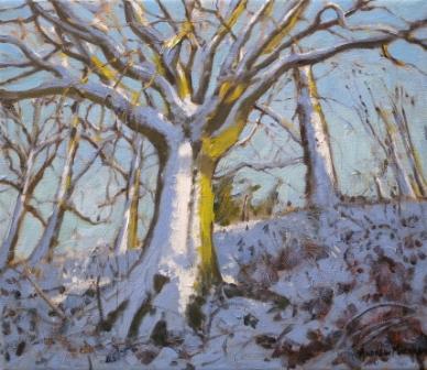 ANDREW MACARA  - snowcovered tree