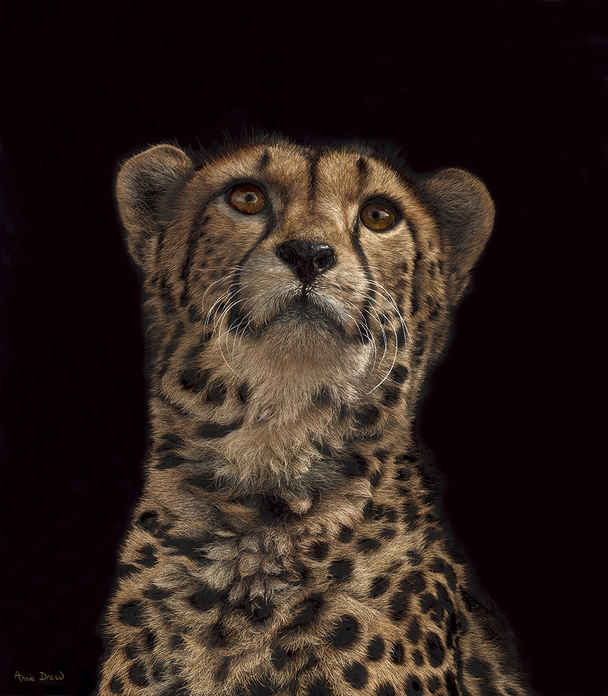 Cheetah