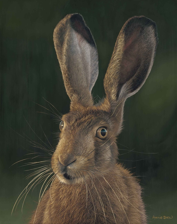 Hare VI