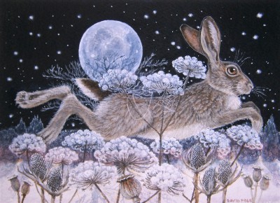 Midnight Hare