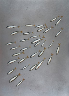 DONALD PROVAN - sweep