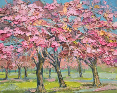Springtime Cherry Blossom, the Meadows