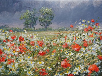 Sunlit Popppies and Mayweed, Ednaston